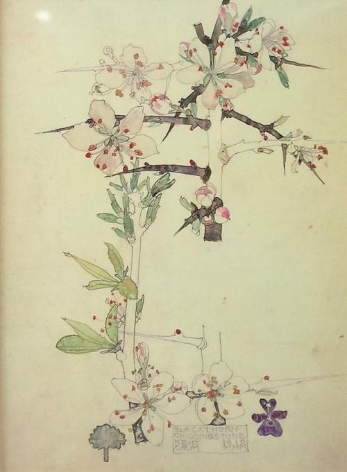After Charles Rennie Mackintosh, A set of four reproduction prints of flower studies, Blackthorn, Witch Hazel, Lamb's Tail, Sea Pink, each 19 x 14cm,...