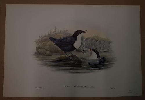 After John Gould & Henry Constantine Richter; Cinclus Melanogaster;  Harpactes Ardens, a set of two coloured lithographs, one 37.5 x 55.5cm, the...