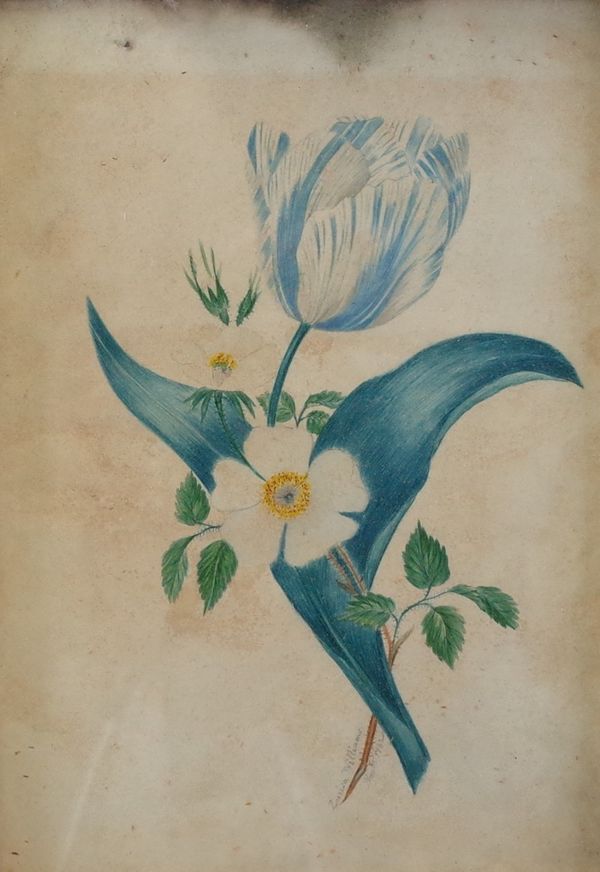 Louisa Williams (British, 19th Century), Study of a flower, signed and dated 'Louisa Williams 1842' (on stem), watercolour, 28 x 20cm, together with...