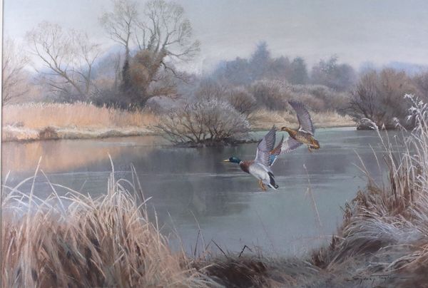 Sydney Taylor (British, 1870-1952), Ducks in flight, signed 'Sydney Taylor' (lower right), pastel, 49.5 x 72cm ARR