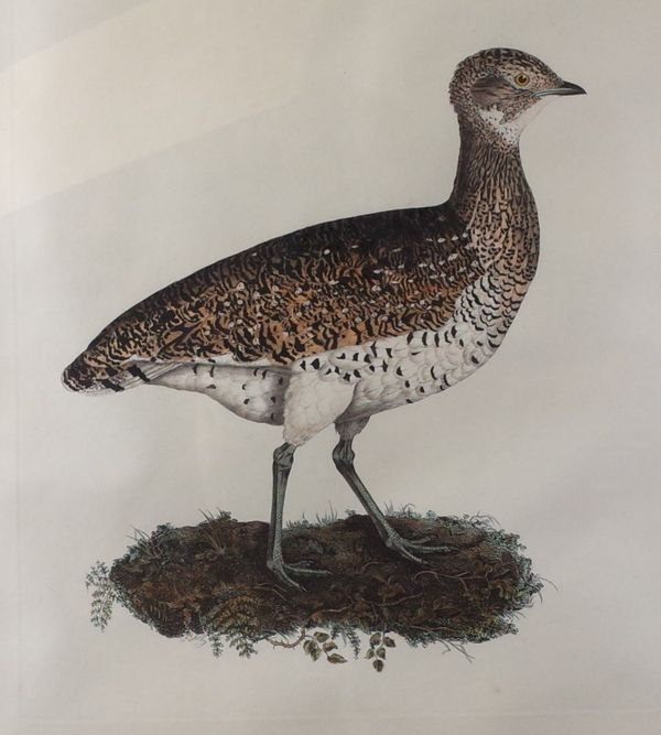 After Prideaux John Selby, Little Bustard, coloured engraving, 54 x 41cm, together with three other coloured engravings by the same hand of Raven;...