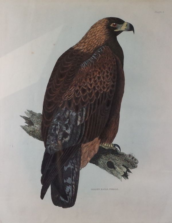 After Prideaux John Selby, Golden Eagle Female, coloured engraving, 53 x 42cm, together with three other coloured engravings by the same hand of a...