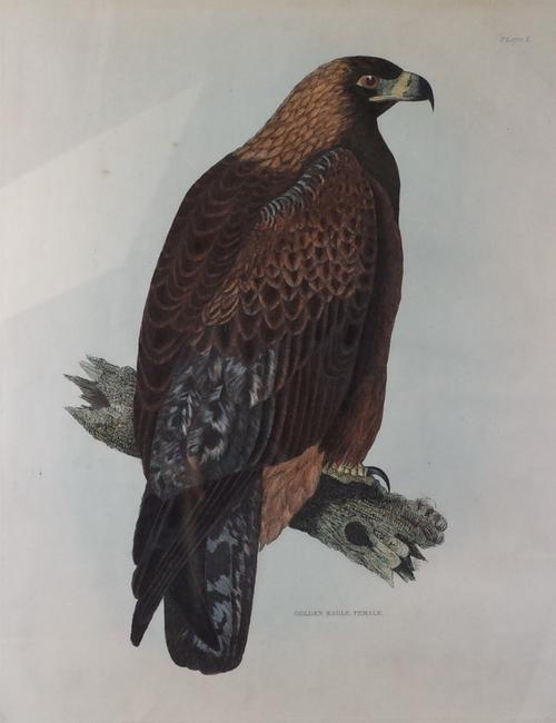 After Prideaux John Selby, Golden Eagle Female, coloured engraving, 53 x 42cm, together with three other coloured engravings by the same hand of a...