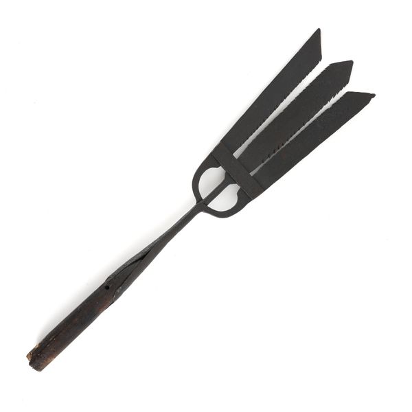 AN EEL SPEAR HEAD
