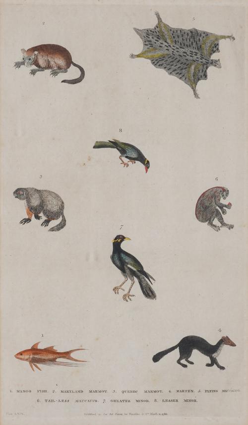 PLATE LXIX FROM WILLIAM FREDERICK MARTYN'S A NEW DICTIONARY OF NATURAL HISTORY (8)