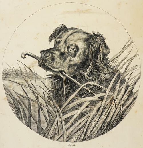 AFTER HARRISON WEIR (3)