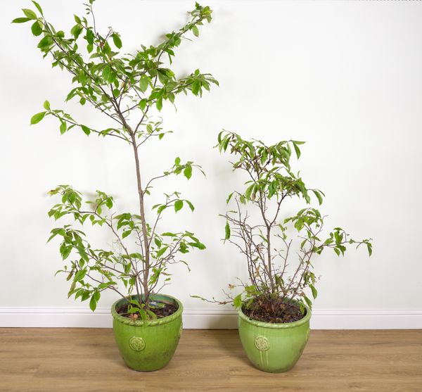 A SET OF THREE GREEN GLAZED GARDEN POTS (4)