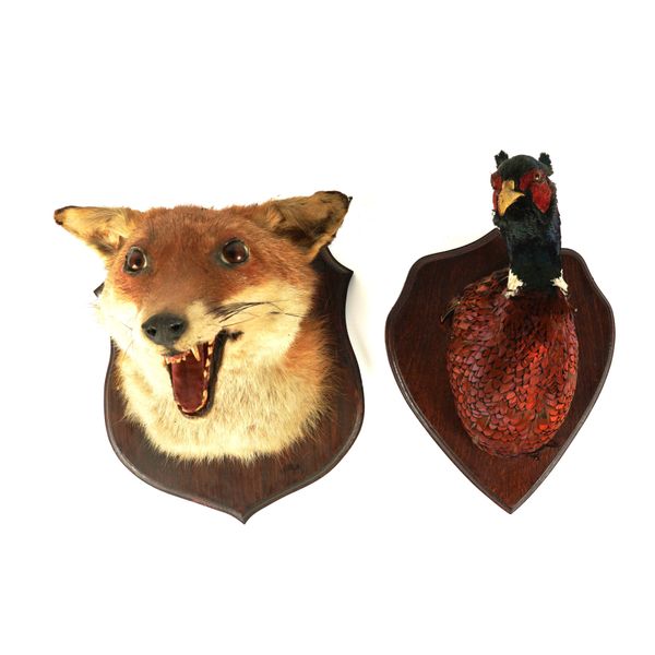 TWO TAXIDERMY TROPHIES : A FOX AND A PHEASANT (2)