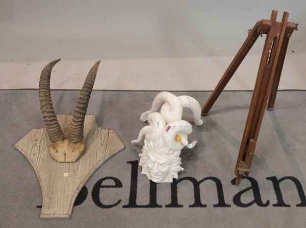 A set of mounted Ibex horns on an oak plaque, 81cm high x 30cm wide