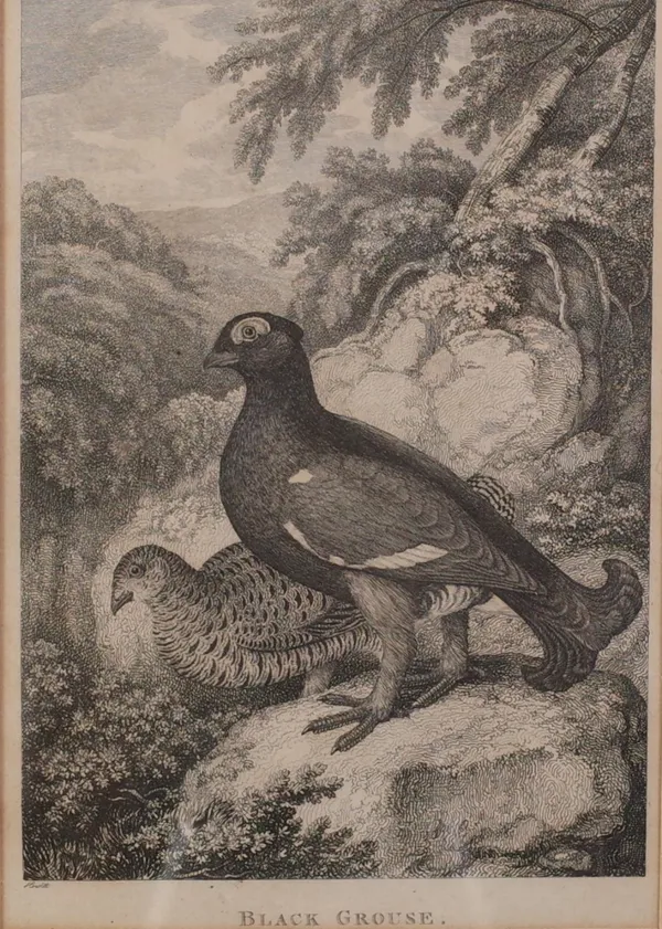 After Samuel Howitt, Black Grouse and Partridge, a pair of engravings 19cm x 13cm