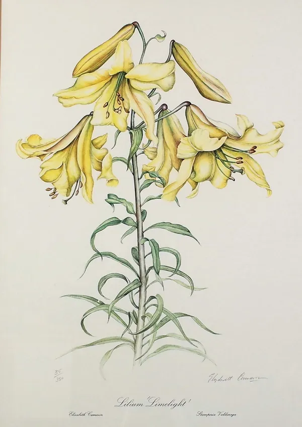 After Elizabeth Cameron, Four flower prints