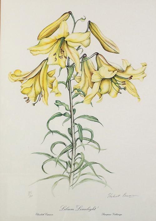 After Elizabeth Cameron, Four flower prints