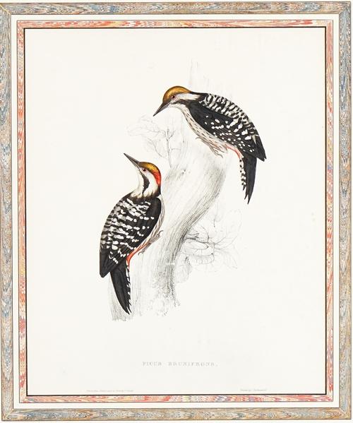 After John Gould (British, 1804-1881)