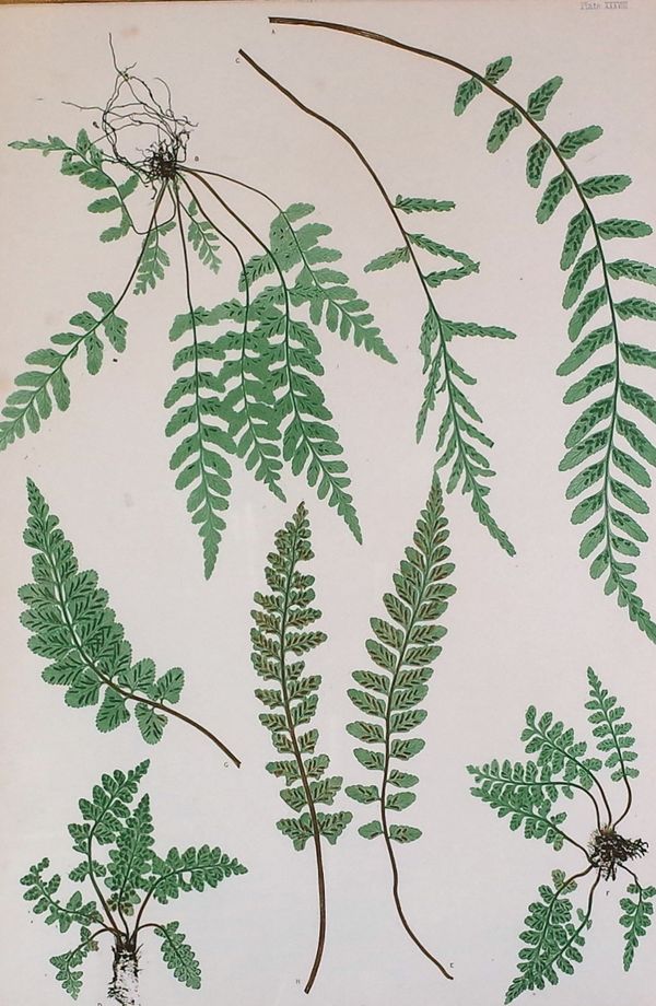 A set of four prints of ferns