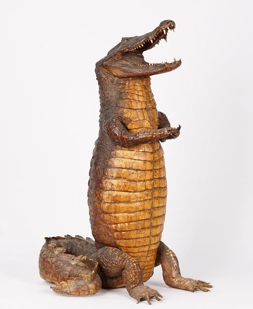 Taxidermy: An upright Crocodile