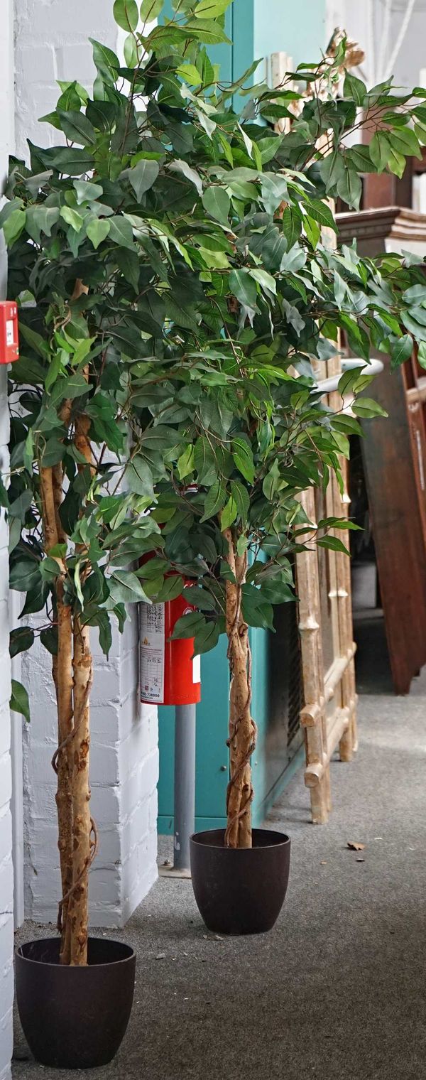 Two artificial ficus trees