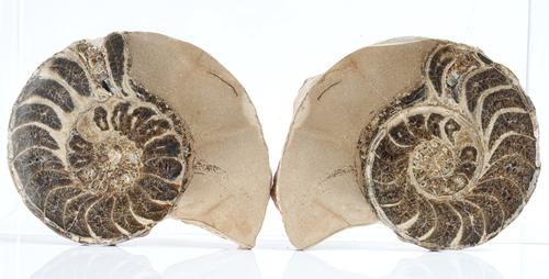 NATURAL HISTORY; A PAIR OF SPLIT AMMONITES
