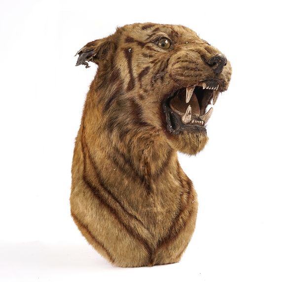 TAXIDERMY: INDIAN TIGER
