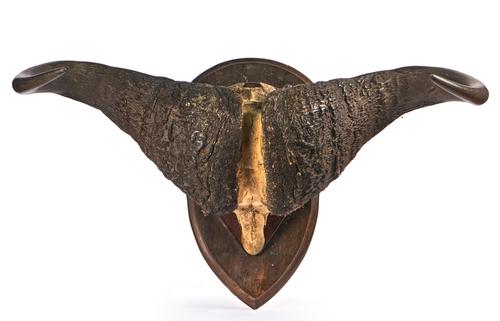 TAXIDERMY; TWO AFRICAN BUFFALO SKULLS