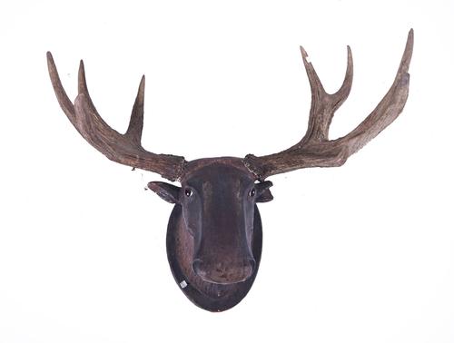 AN AUSTRIAN POLYCHROME PAINTED PLASTER MOOSE HEAD WITH ANTLERS