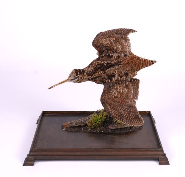 TAXIDERMY: A CASED WOODCOCK