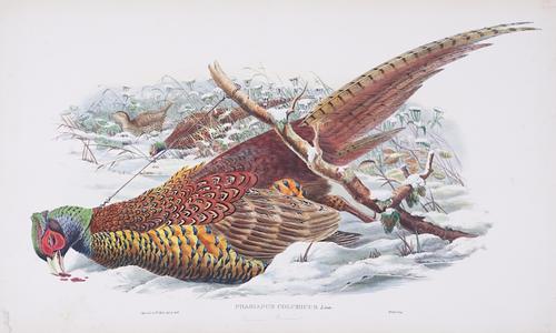 AFTER JOHN GOULD (BRITISH, 1804-1881) AND WILLIAM HART (BRITISH, 1823-1894) (4)
