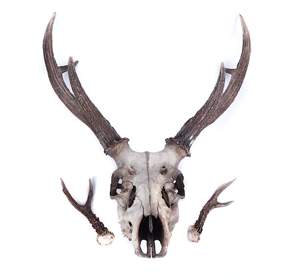 A STAG’S HEAD TROPHY (3)