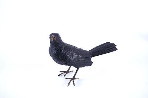 AN AUSTRIAN COLD-PAINTED BRONZE OF A BLACKBIRD