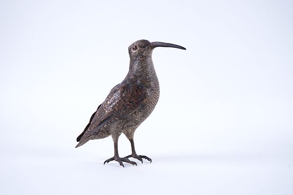 AN AUSTRIAN COLD-PAINTED BRONZE MODEL OF A WOODCOCK