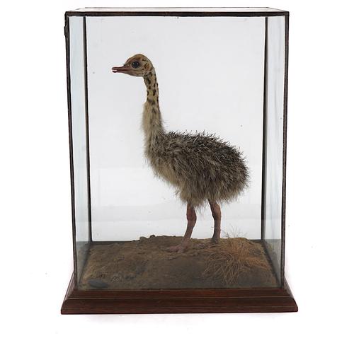 TAXIDERMY: AN OSTRICH CHICK
