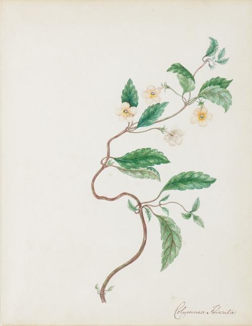 ENGLISH SCHOOL, 18TH CENTURY (2)