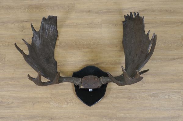 A LARGE SET OF EUROPEAN MOOSE ANTLERS