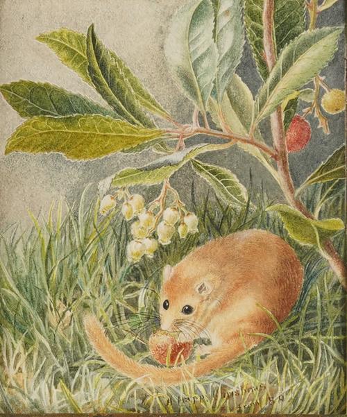 In the Manner of Beatrix POTTER (1866-1943). An original watercolour of a harvest mouse eating a berry amidst foliage, bearing the inscription lower right, "A Happy Christmas, from B.P.", 150 x 130mm., framed and glazed.