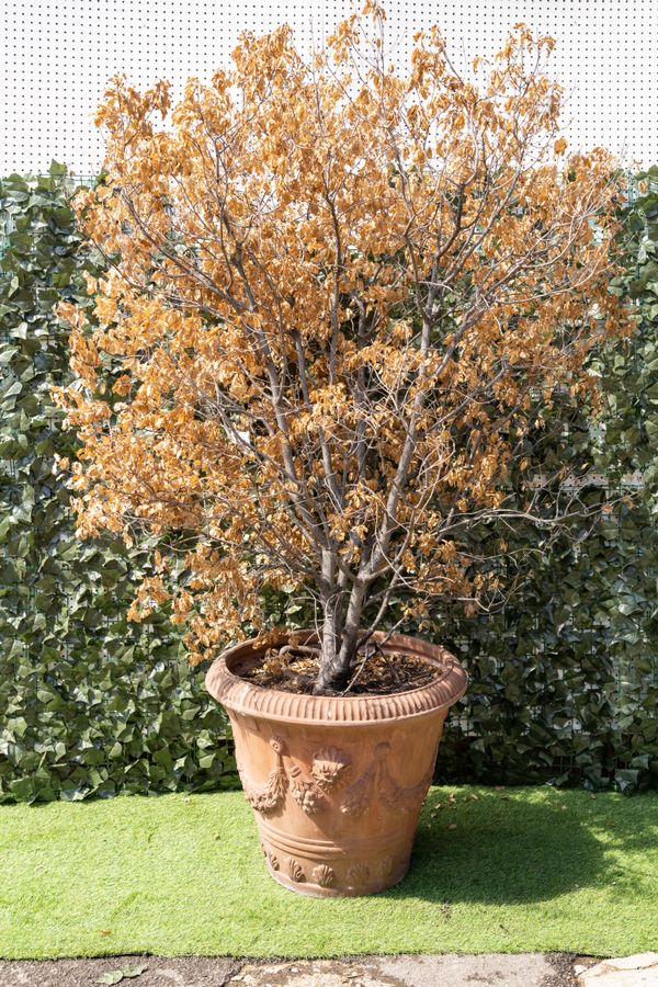 A LARGE SWAG AND FACEMASK MOUNTED CONICAL TERRACOTTA GARDEN POT