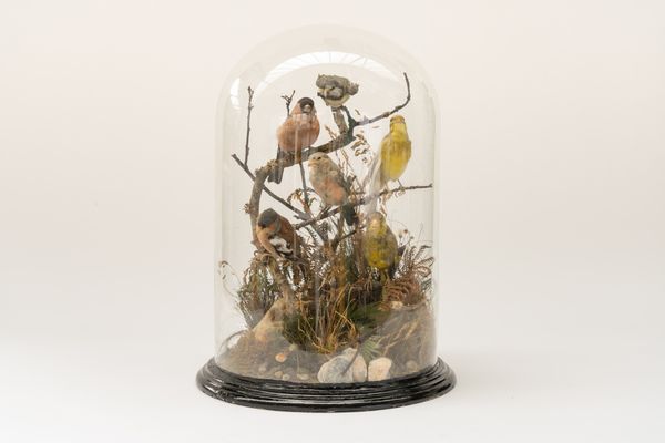 TAXIDERMY; MENAGERIE OF BIRDS UNDER A GLASS DOME