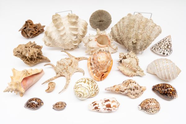 A GROUP OF SHELLS INCLUDING CONCH, CLAM SHELLS AND TWO DESERT ROSES (20)