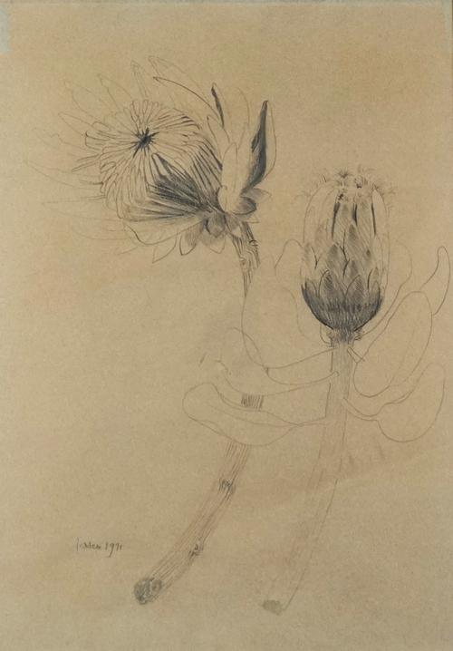 Mary Fedden (British, 1915-2012)