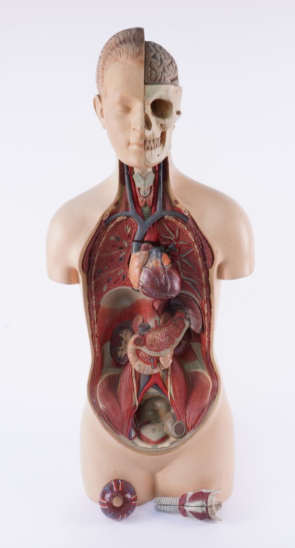 AN ANATOMICAL TORSO MEDICAL TEACHING AID