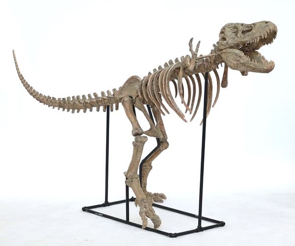 A composite model of a dinosaur, possibly a Tyrannosaurus