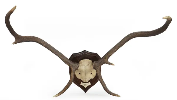 Rowland Ward taxidermy; a pair of antlers