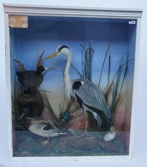 TAXIDERMY; A HERON, WOODCOCK, MALLARD DUCK, COOT AND A KINGFISHER