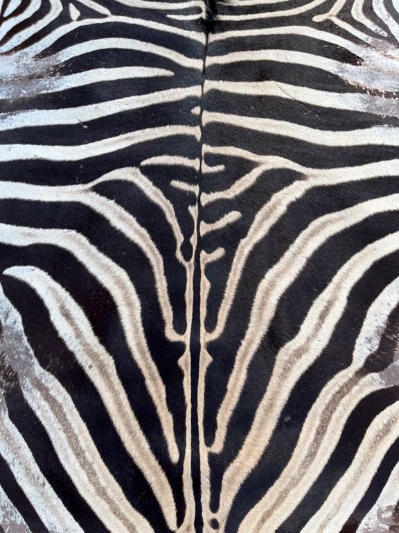 A ZEBRA HIDE