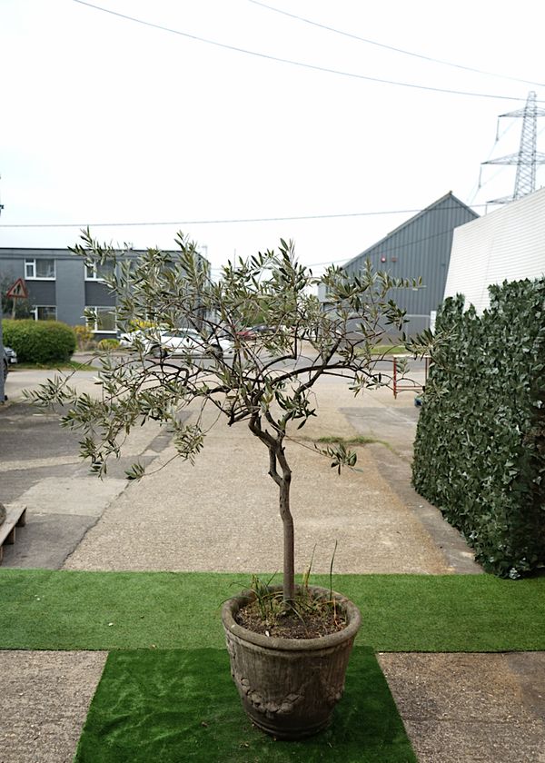 A RECONSTITUTED STONE JARDINIERE PLANTED WITH AN OLIVE TREE