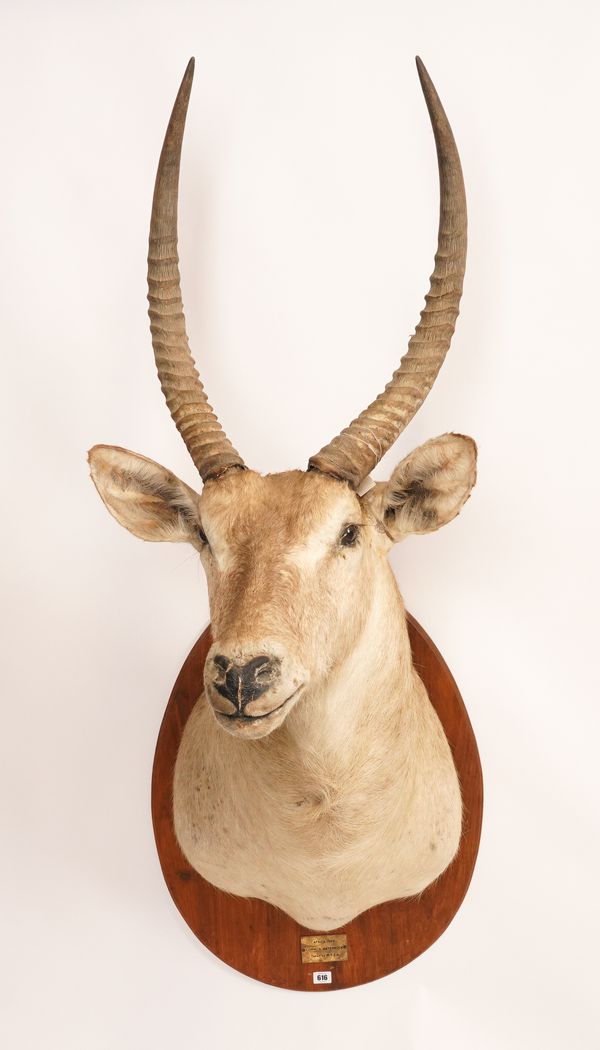 TAXIDERMY: A LARGE AFRICAN COMMON WATERBUCK