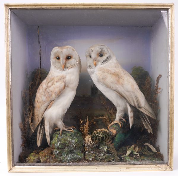 TAXIDERMY: A VICTORIAN CASED PAIR OF BARN OWLS