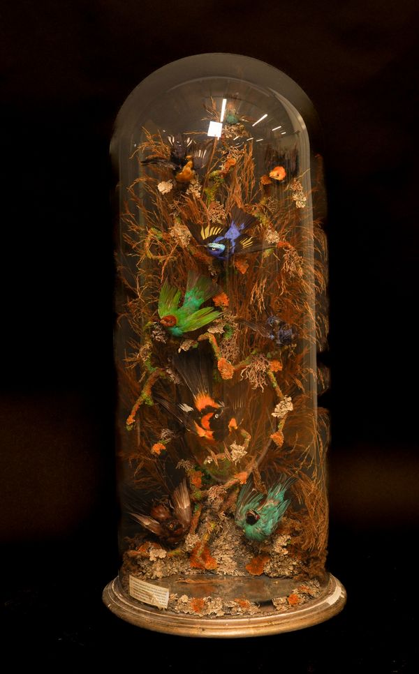 TAXIDERMY: A VICTORIAN DIORAMA OF EXOTIC SOUTH AMERICAN BIRDS UNDER A GLASS DOME