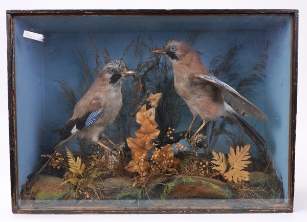 TAXIDERMY: A CASED PAIR OF JAY BIRDS