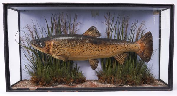 TAXIDERMY: BY J. COOPER & SONS, A CASED SEA TROUT