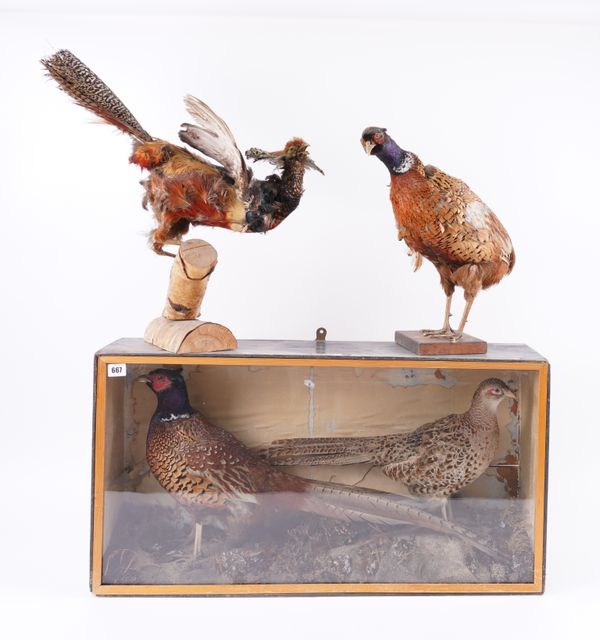 TAXIDERMY: A CASED MALE AND FEMALE PHEASANT TOGETHER WITH TWO OTHERS