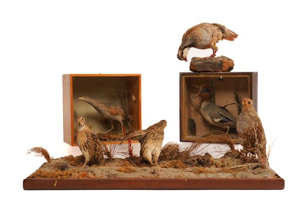 TAXIDERMY: A CASED TEAL AND QUAIL, PARTRIDGES AND A QUAIL ON PLINTHS (4)